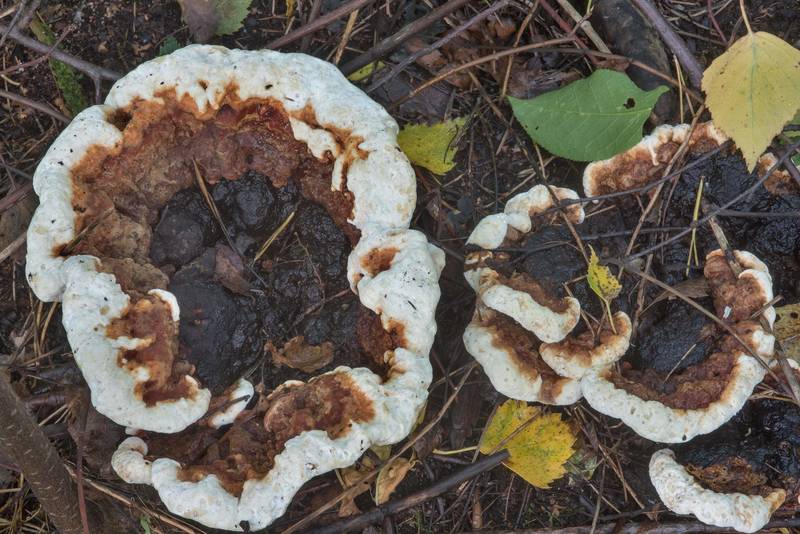 Unusual caps of red-belted bracket mushrooms (<B>Fomitopsis pinicola</B>)(?) in bushes of bird cherry in Sosnovka Park. Saint Petersburg, Russia, <A HREF="../date-en/2017-09-16.htm">September 16, 2017</A>