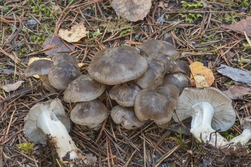 Domecap mushrooms Lyophyllum fumosum in Petiayarvi, north from Saint Petersburg. Russia, September 17, 2017