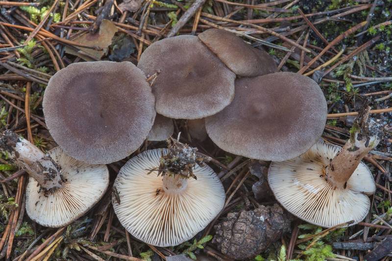 Pap milkcap mushrooms (Lactarius mammosus) in Petiayarvi, north from Saint Petersburg. Russia, September 17, 2017