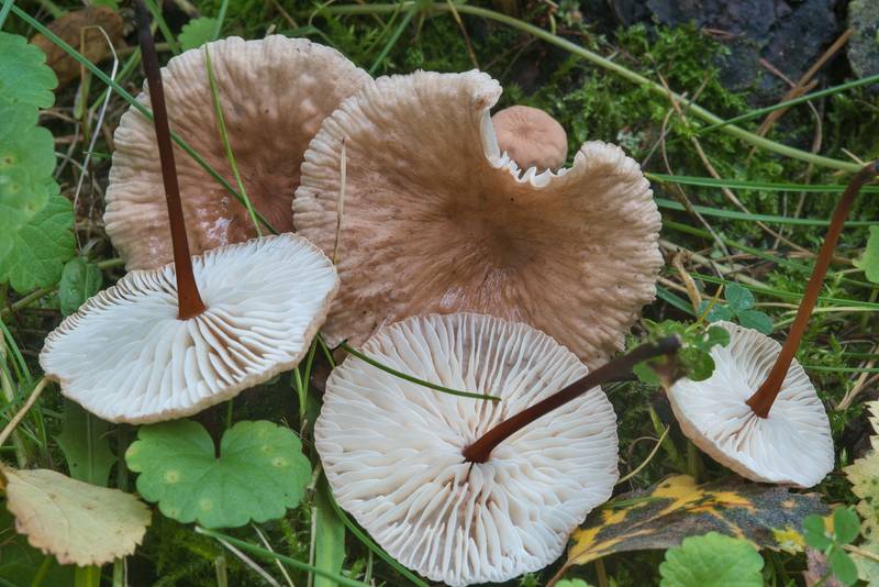 Vampires bane mushrooms (Mycetinis scorodonius) in Park of Polytechnic Institute. Saint Petersburg, Russia, September 19, 2017