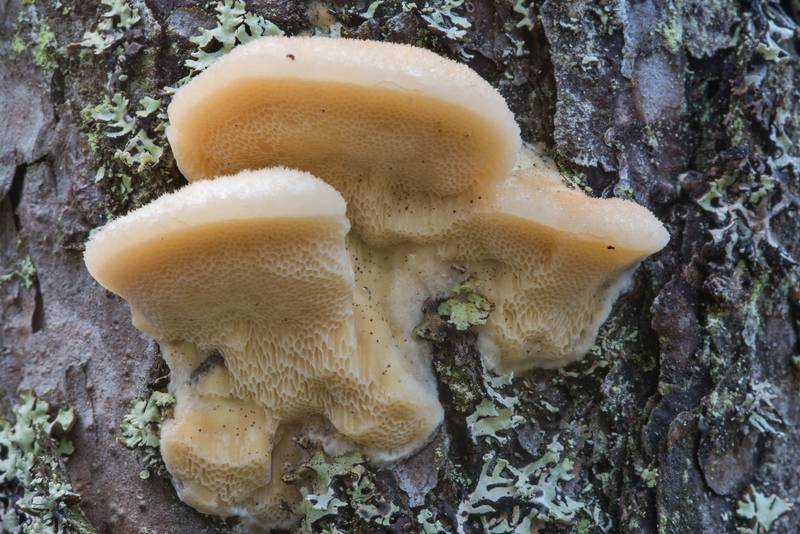 Polypore mushroom Diplomitoporus flavescens on a pine near Lembolovo, north from Saint Petersburg. Russia, September 20, 2017