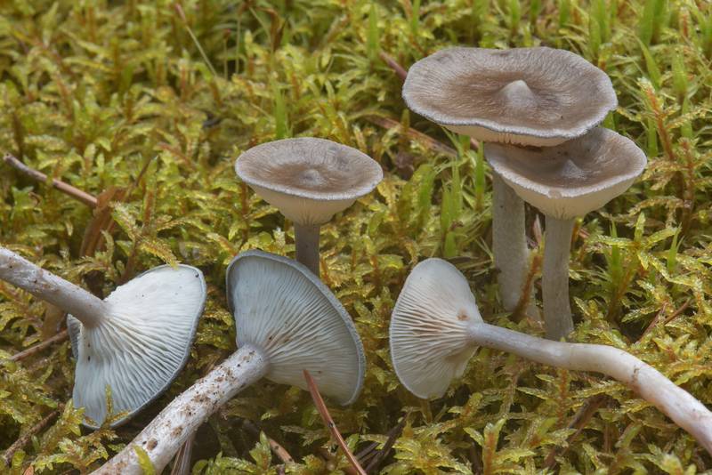 The humpback mushrooms (Cantharellula umbonata) near Lembolovo, north from Saint Petersburg. Russia, September 20, 2017