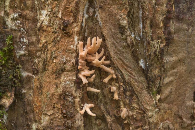 Coral fungus <B>Lentaria byssiseda</B> on ash tree in lower Sergievka Park. Old Peterhof, west from Saint Petersburg, Russia, <A HREF="../date-ru/2017-10-05.htm">October 5, 2017</A>