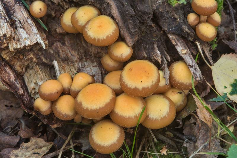 Sheathed woodtuft mushrooms (Kuehneromyces mutabilis) in Kuzmolovo, north from Saint Petersburg. Russia, August 23, 2018