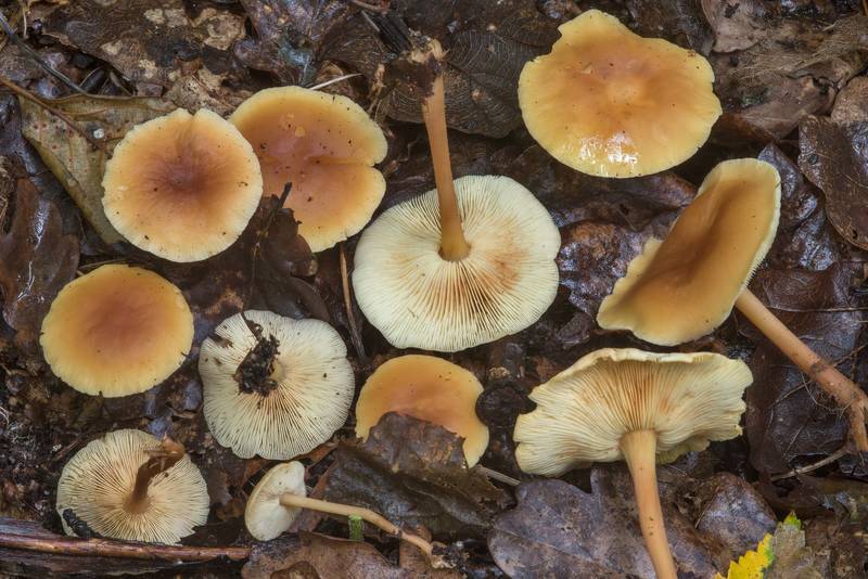 Toughshank mushrooms Gymnopus ocior near Lisiy Nos. West from Saint Petersburg, Russia, August 26, 2018