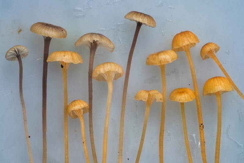 Mosscap mushrooms <B>Rickenella swartzii</B> and Rickenella fibula in Tarkhovka near Sestroretsk, west from Saint Petersburg. Russia, <A HREF="../date-en/2018-08-27.htm">August 27, 2018</A>