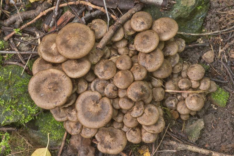 Domecap mushrooms (<B>Lyophyllum fumosum</B>) near Lisiy Nos, west from Saint Petersburg. Russia, <A HREF="../date-ru/2018-09-06.htm">September 6, 2018</A>