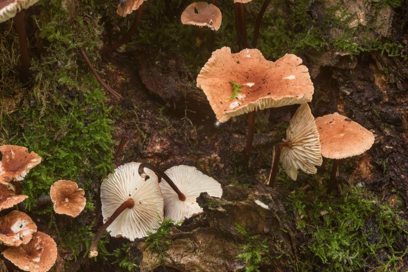 Marasmioid mushrooms <B>Mycetinis scorodonius</B> (Russian name Chesnochnik) near a tree in a coastal forest between Lisiy Nos and Olgino, west from Saint Petersburg. Russia, <A HREF="../date-en/2018-09-06.htm">September 6, 2018</A>