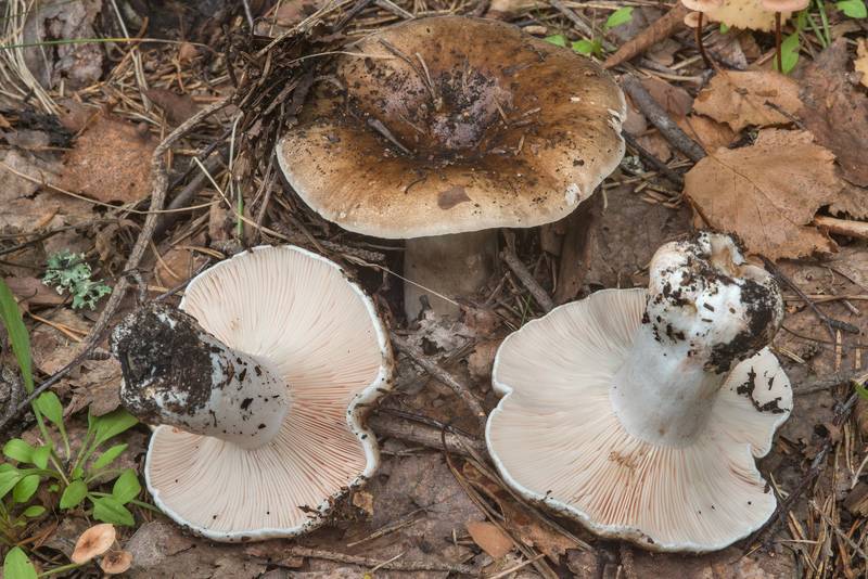 Winecork brittlegill mushrooms (Russula adusta) in a coastal forest between Lisiy Nos and Olgino, west from Saint Petersburg. Russia, September 6, 2018