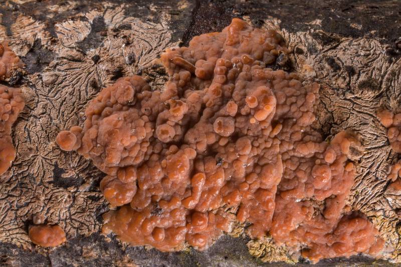 Rosy crust mushrooms (Peniophora incarnata)(?) on a cut surface of a tree near Lisiy Nos, west from Saint Petersburg. Russia, May 6, 2019
