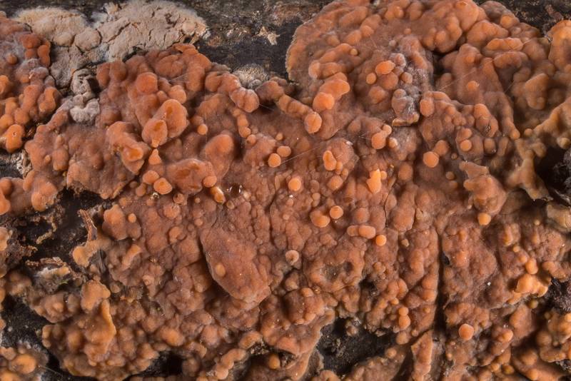 Texture of rosy crust mushrooms (<B>Peniophora incarnata</B>)(?) near Lisiy Nos, west from Saint Petersburg. Russia, <A HREF="../date-en/2019-05-06.htm">May 6, 2019</A>