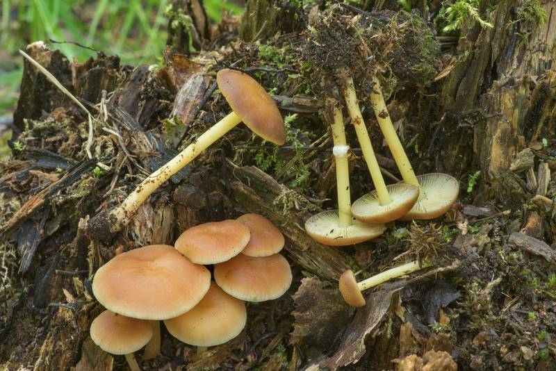 Toughshank mushrooms <B>Gymnopus ocior</B> on rotting stump in Sosnovka Park. Saint Petersburg, Russia, <A HREF="../date-ru/2019-05-30.htm">May 30, 2019</A>