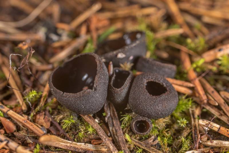 Young ebony cup mushrooms (Pseudoplectania nigrella) on roadside mossy soil in a forest between Lembolovo and Orekhovo, north from Saint Petersburg. Russia, May 11, 2021