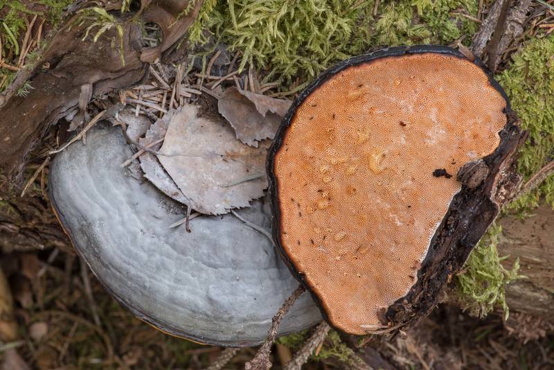 Underside of red-belted bracket mushroom (<B>Fomitopsis pinicola</B>) in Zakhodskoe (Lounatjoki), 50 miles north from Saint Petersburg. Russia, <A HREF="../date-ru/2021-05-15.htm">May 15, 2021</A>