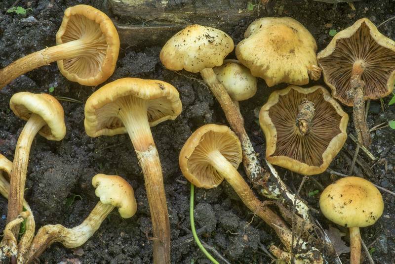 Underside of sheathed woodtuft mushrooms (Kuehneromyces mutabilis) in a tree utilization site in Sosnovka Park. Saint Petersburg, Russia, May 30, 2021