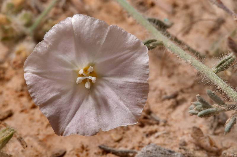 Desert species of morning glory (Convolvulus cephalopodus) near industrial zone of Ras Laffan, north from Doha. Qatar, March 23, 2013