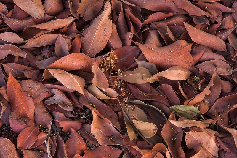 Dry rusty brown leaves and inflorescence of mango tree (Mangifera indica) on the ground near Al Muhandiseen Street in West Bay. Doha, Qatar, May 7, 2014