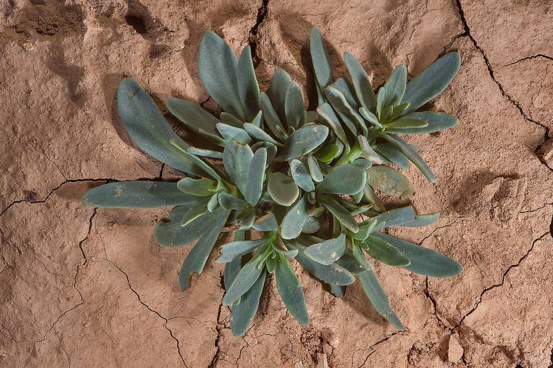 Seedling of seaside heliotrope (Heliotropium curassavicum, local name ramram) in a silty depression in Al Nuaman (Al Numan) near Zubara. Northern Qatar, January 8, 2015