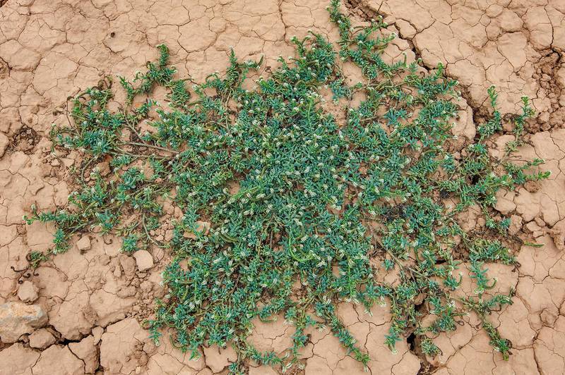Plant of seaside heliotrope (Heliotropium curassavicum, local name ramram) in a silty depression in Al Nuaman (Al Numan) near Zubara. Northern Qatar, March 20, 2015