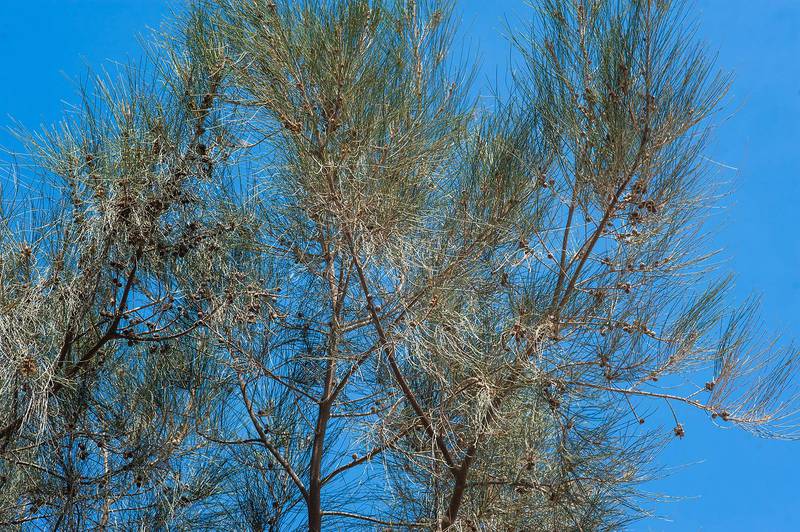 Australian pine (Casuarina equisetifolia) in Al Shamal City Park. Ruwais, Northern Qatar, April 3, 2015