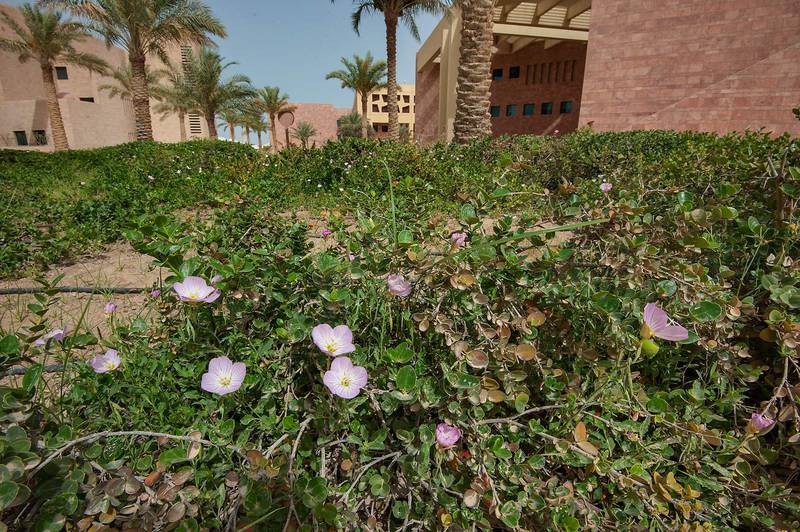 Showy Evening Primrose (Oenothera speciosa) blooming among Carissa bushes near back entrance of Texas A and M University on campus of Education City. Doha, Qatar, April 14, 2015