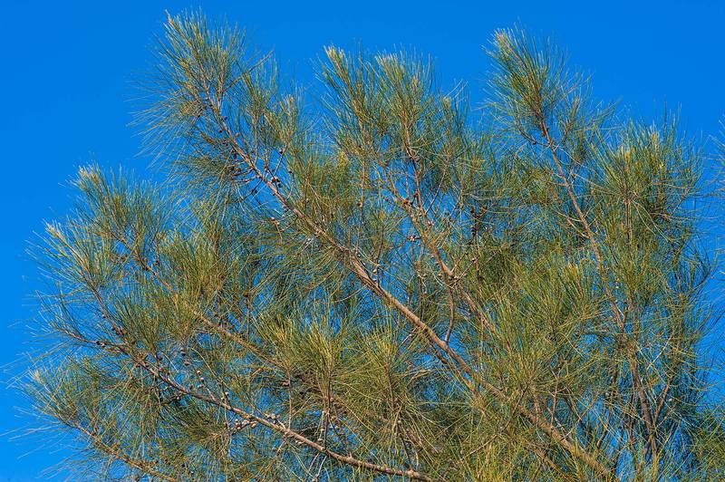 Needle-like foliage of Australian pine tree (she-oak, Casuarina equisetifolia) planted along a fence in Al Shamal City Park. Ruwais, Northern Qatar, January 16, 2016