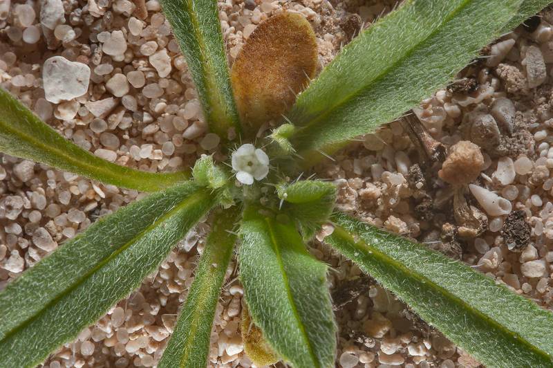 Plant of Ogastemma pusillum (Anchusa spinocarpos, Echinospermum spinocarpos, Lappula spinocarpos)(?) with a flower on a plane of Rawdat Jarra north-east from Dukhan. Qatar, February 5, 2016