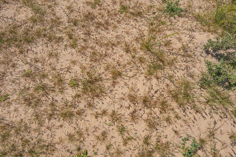 Colony of grass Schismus arabicus in sand on roadside of Khawzan Road. Qatar, February 20, 2016