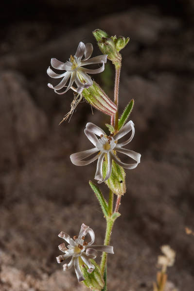 Silene arabica (Silene affinis, local name terba) south from Fuwairit. Northern Qatar, March 19, 2016