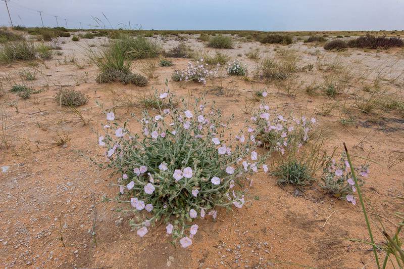 Blooming morning glory (Convolvulus cephalopodus) in Maszhabiya (Al Mashabiya) Reserve near Abu Samra. Southern Qatar, April 1, 2016