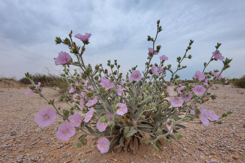 Lower view morning glory (Convolvulus cephalopodus) on a gravel plain in Maszhabiya (Al Mashabiya) Reserve near Abu Samra. Southern Qatar, April 1, 2016