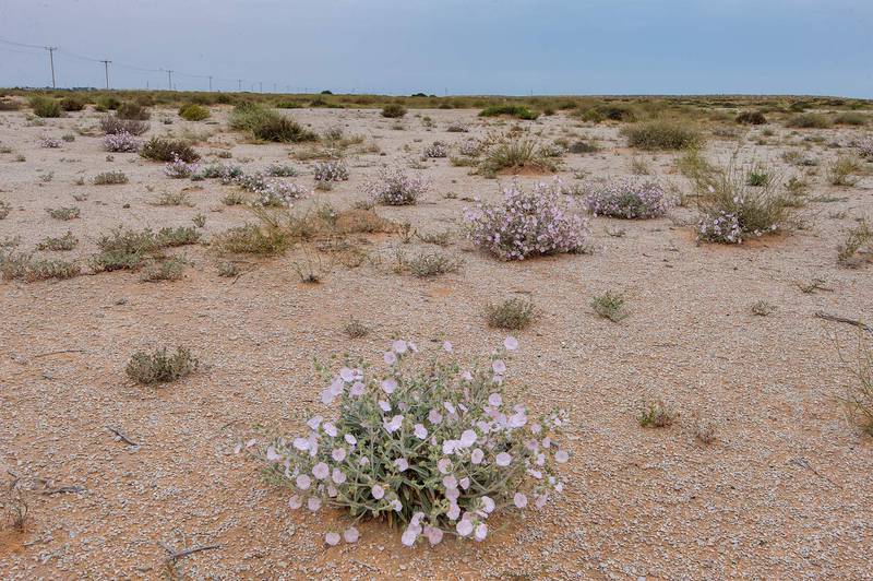 Plants of morning glory (Convolvulus cephalopodus) on a gravel plain in Maszhabiya (Al Mashabiya) Reserve near Abu Samra. Southern Qatar, April 1, 2016