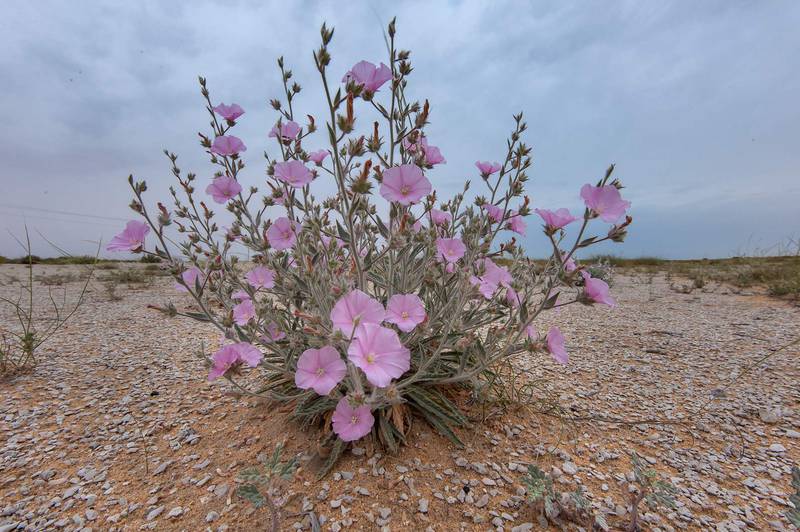 Lower view of pink flowers of morning glory (Convolvulus cephalopodus) on a gravel plain in Maszhabiya (Al Mashabiya) Reserve near Abu Samra. Southern Qatar, April 1, 2016
