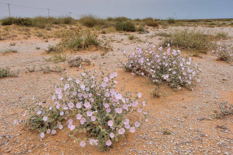 White flowers of morning glory (Convolvulus cephalopodus) on a gravel plain in Maszhabiya (Al Mashabiya) Reserve near Abu Samra. Southern Qatar, April 1, 2016