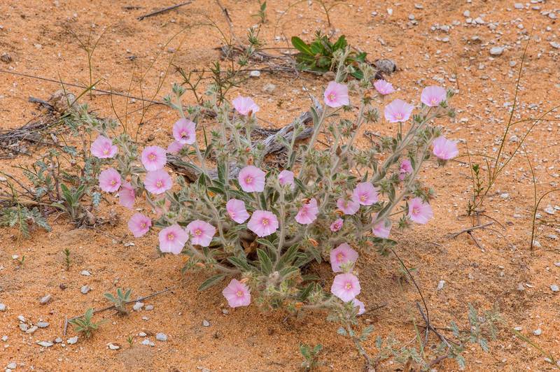 Pink flowers of morning glory (Convolvulus cephalopodus) in Maszhabiya (Al Mashabiya) Reserve near Abu Samra. Southern Qatar, April 1, 2016