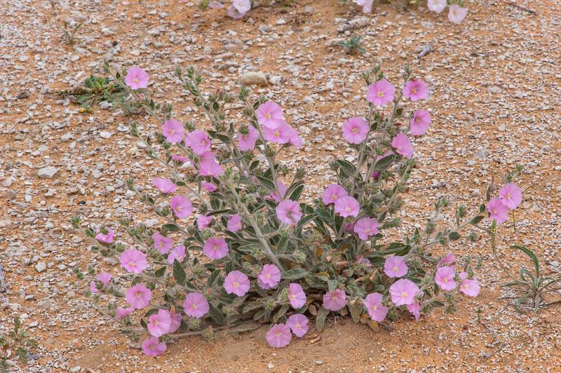 Masses of pink flowers of morning glory (Convolvulus cephalopodus) on a gravel plain in Maszhabiya (Al Mashabiya) Reserve near Abu Samra. Southern Qatar, April 1, 2016