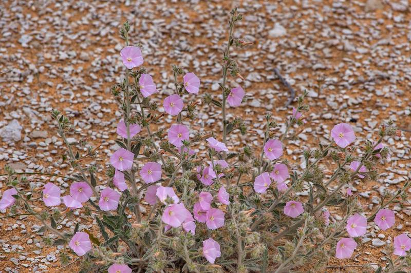 Blooming of morning glory (Convolvulus cephalopodus) on a gravel plain in Maszhabiya (Al Mashabiya) Reserve near Abu Samra. Southern Qatar, April 1, 2016