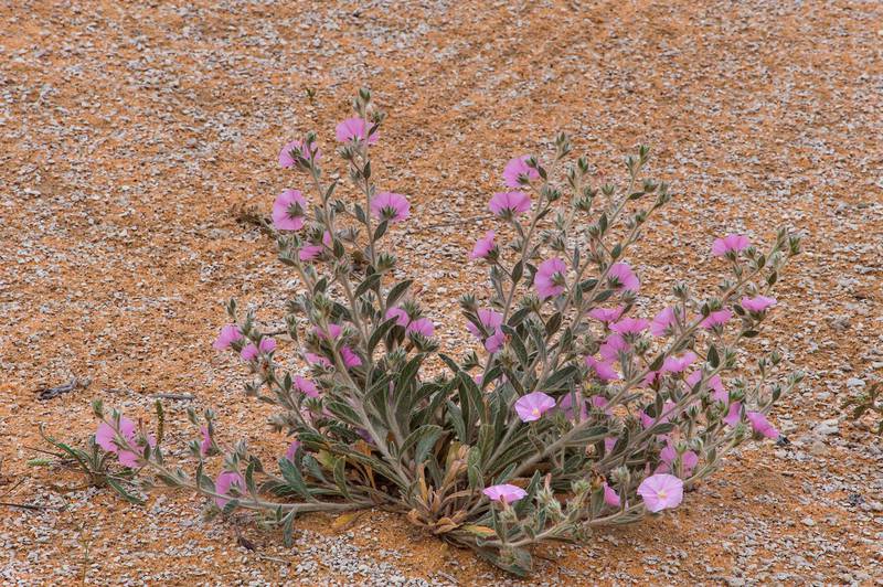 Morning glory (Convolvulus cephalopodus) with pink flowers on a gravel plain in Maszhabiya (Al Mashabiya) Reserve near Abu Samra. Southern Qatar, April 1, 2016
