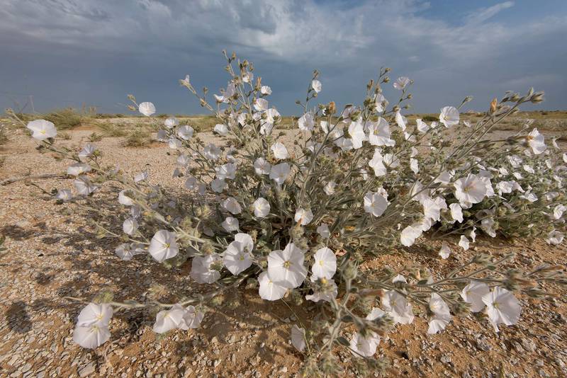 Blooming Morning glory (Convolvulus cephalopodus) on a gravel plain in Maszhabiya (Al Mashabiya) Reserve near Abu Samra. Southern Qatar, April 8, 2016