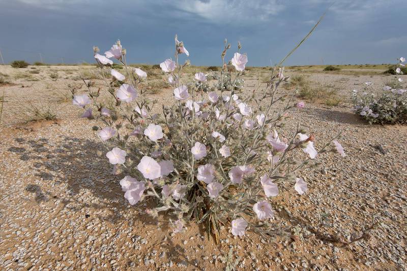 White flowers of Morning glory (Convolvulus cephalopodus) on a gravel plain in Maszhabiya (Al Mashabiya) Reserve near Abu Samra. Southern Qatar, April 8, 2016