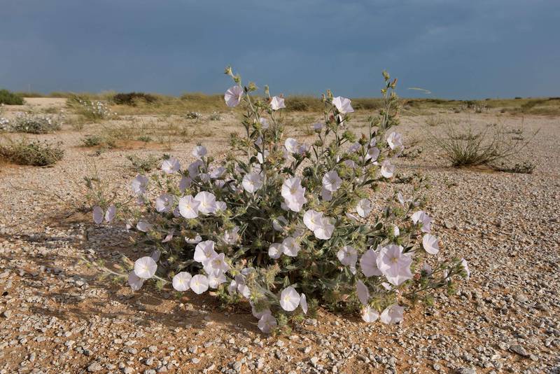 Morning glory (Convolvulus cephalopodus) in bloom on a gravel plain in Maszhabiya (Al Mashabiya) Reserve near Abu Samra. Southern Qatar, April 8, 2016