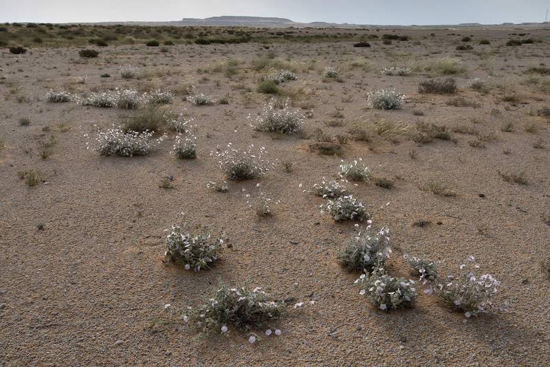 Field of blooming Morning glory (Convolvulus cephalopodus) on a gravel plain in Maszhabiya (Al Mashabiya) Reserve near Abu Samra. Southern Qatar, April 8, 2016