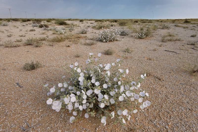 Blooming plant of Morning glory (Convolvulus cephalopodus) on a gravel plain in Maszhabiya (Al Mashabiya) Reserve near Abu Samra. Southern Qatar, April 8, 2016