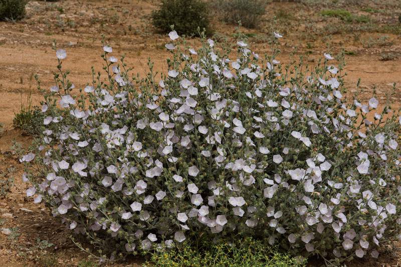 Large bush of morning glory (Convolvulus cephalopodus) on waste ground at the entrance of Umm Bab in south-western Qatar, April 15, 2016