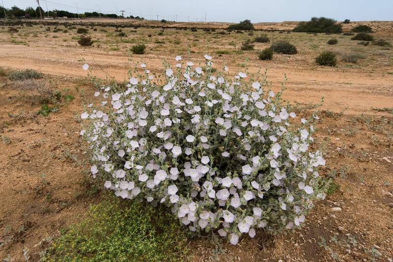 Blooming plant of morning glory (Convolvulus cephalopodus) on waste ground at the entrance of Umm Bab in south-western Qatar, April 15, 2016