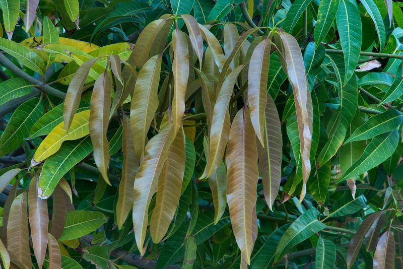Leaves of mango tree (Mangifera indica) in Dahl Al Hamam Park at Al Markhiya Street. Doha, Qatar, April 26, 2016