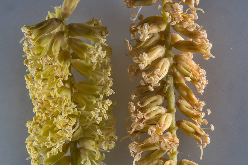 Close up of flowers of Syrian mesquite (Prosopis farcta) taken from Rawdat Al Faras Research Station (RAFRS) near Al Zubara Road. Qatar, April 29, 2016