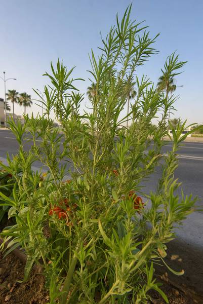 Summer cypress (Bassia scoparia)(?) on Corniche. Doha, Qatar, May 24, 2016