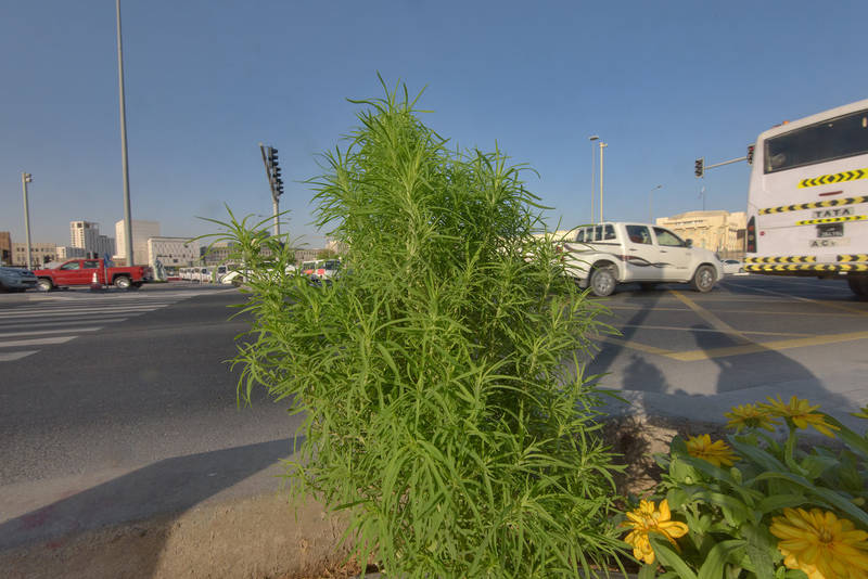 Summer-cypress plant (Bassia scoparia)(?) on Corniche. Doha, Qatar, June 1, 2016