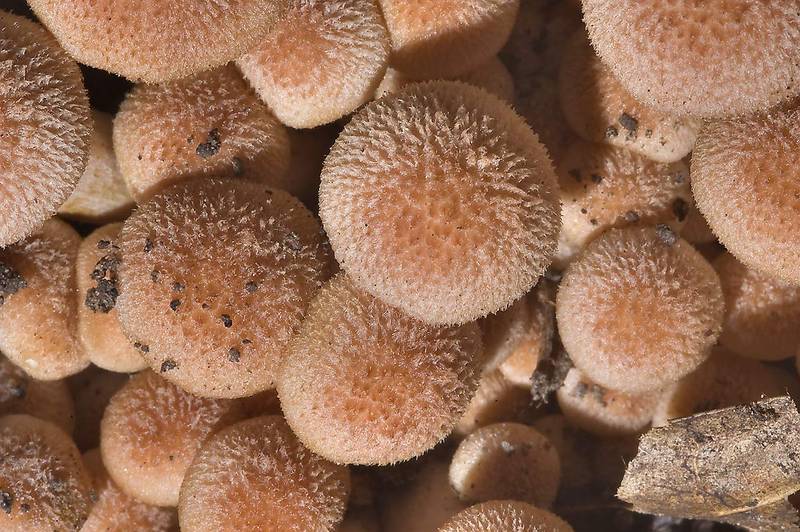 Ringless honey mushrooms (Desarmillaria tabescens, Armillaria tabescens) on Racoon Run Trail in Lick Creek Park. College Station, Texas, October 25, 2009